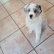 Brizélice a rejoint le concours — aidez-le/la à gagner de superbes lots ! puppy, dog, blue_eyes, fluffy, white, gray, tile_floor, indoor, pet, young_dog, cute, fur, collar, small, sitting, looking_up, domestic_animal, companion, adorable, curious