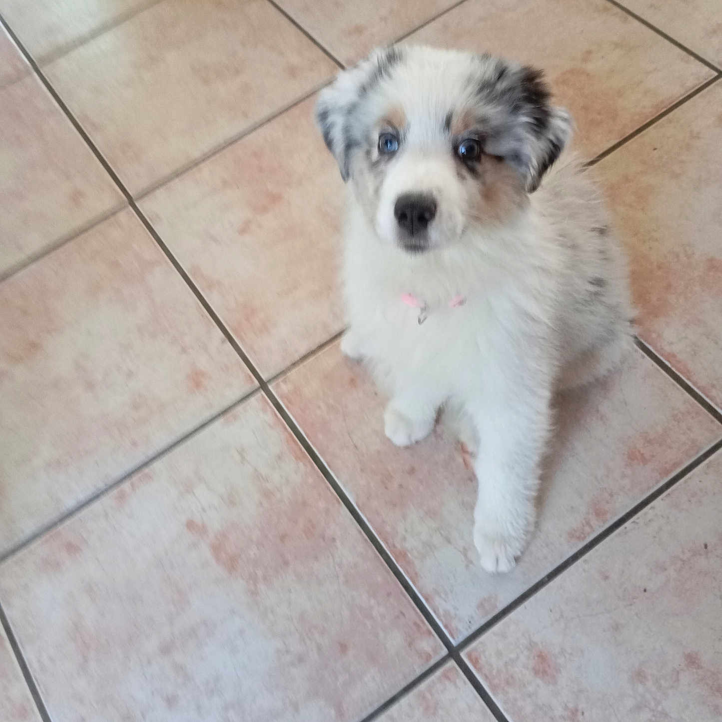 Brizélice a rejoint le concours — aidez-le/la à gagner de superbes lots ! puppy, dog, blue_eyes, fluffy, white, gray, tile_floor, indoor, pet, young_dog, cute, fur, collar, small, sitting, looking_up, domestic_animal, companion, adorable, curious