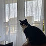 Belle participe au concours pour gagner de l'argent avec cette photo : black_and_white, cat, chair, cozy, curtains, daylight, feline, furniture, home_interior, house, indoor, leather, looking_out, pet, quiet, silhouette, sitting, soft_light, tuxedo_cat, window