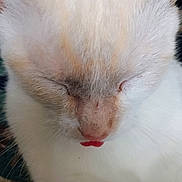 Chamelia is registered to the contest to win money with this photo: cat, close_up, sleepy, tongue_out, white_fur, pink_nose, whiskers, pet, animal, cute, relaxed, face, feline, soft, adorable, domestic_cat, mammal, fur, nose, closed_eyes