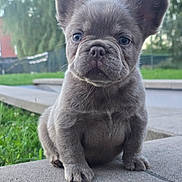Léo participe au concours pour gagner de l'argent avec cette photo : puppy, dog, french_bulldog, pet, cute, ears, outdoor, grass, concrete, animal, young, portrait, sitting, fur, nose, whiskers, background, nature, daylight, adorable