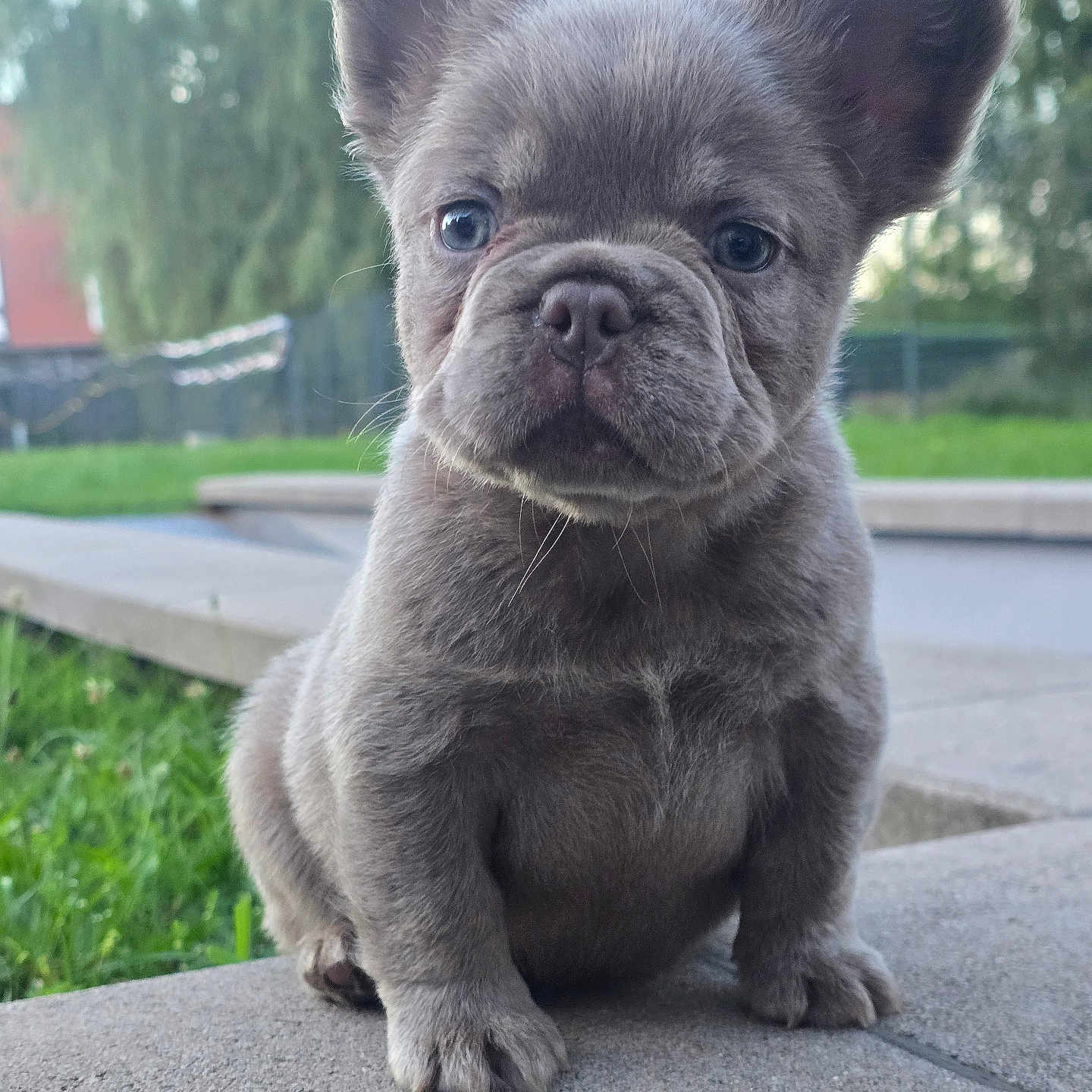 Léo participe au concours pour gagner de l'argent avec cette photo : adorable, animal, background, concrete, cute, daylight, dog, ears, french_bulldog, fur, grass, nature, nose, outdoor, pet, portrait, puppy, sitting, whiskers, young