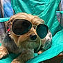 dog, sunglasses, turquoise_chair, pet, canine, relaxed, indoors, folding_chair, cool, accessory, furry, small_dog, shiny, brown_fur, black_nose, resting, portrait, casual, funny, domestic_animal