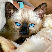 Maple is registered to the contest to win money with this photo: kitten, cat, blue_eyes, close_up, fur, pet, animal, cozy, blanket, soft, indoor, cute, whiskers, face, ears, resting, sleepy, young, domestic_cat, feline