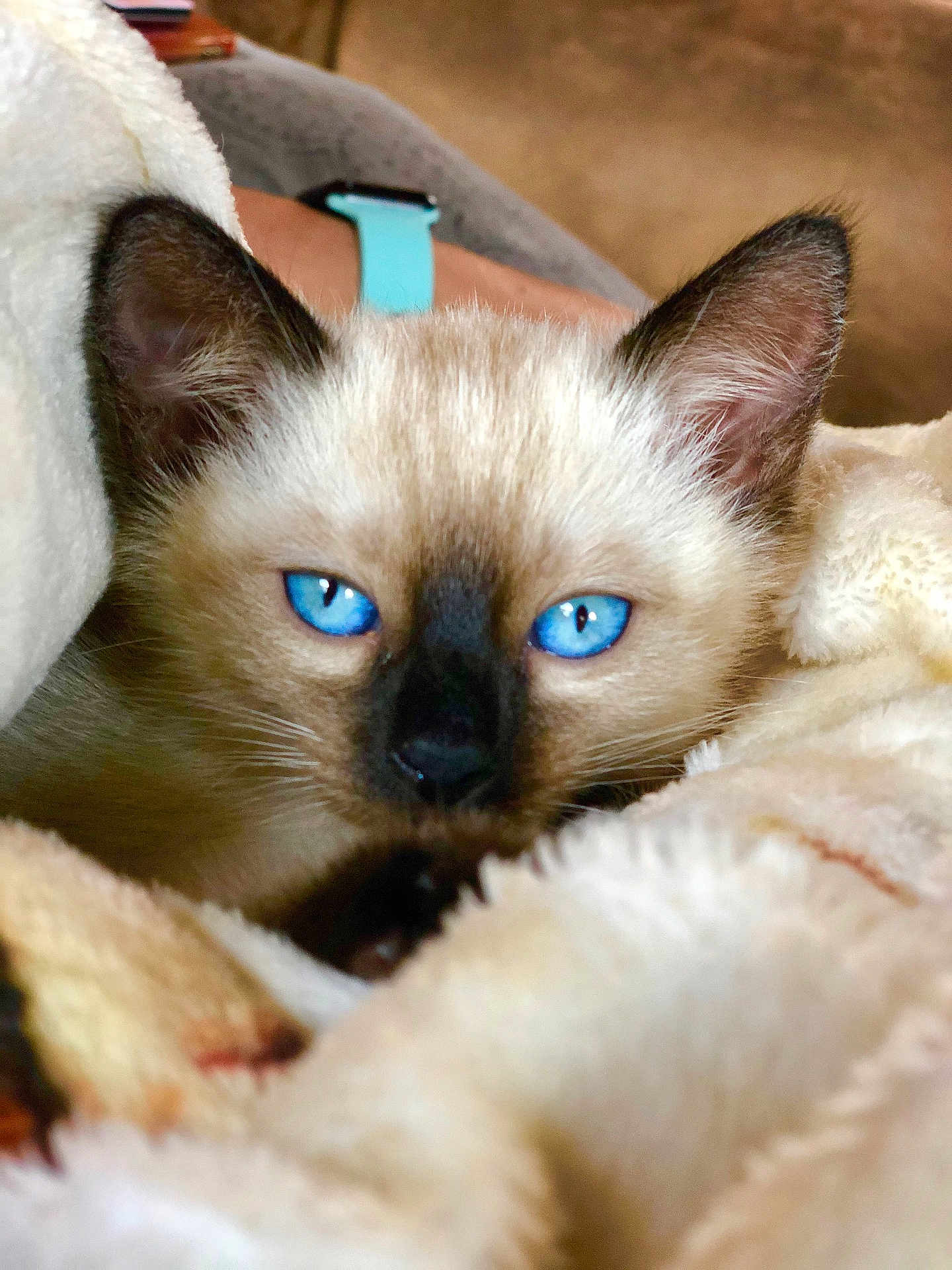 Maple is registered to the contest to win money with this photo: kitten, cat, blue_eyes, close_up, fur, pet, animal, cozy, blanket, soft, indoor, cute, whiskers, face, ears, resting, sleepy, young, domestic_cat, feline