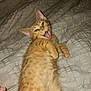 cat, kitten, orange_tabby, pet, animal, lying_down, bed, quilt, cozy, playful, mouth_open, fur, whiskers, cute, domestic_cat, indoor, young, feline, resting, sleepy