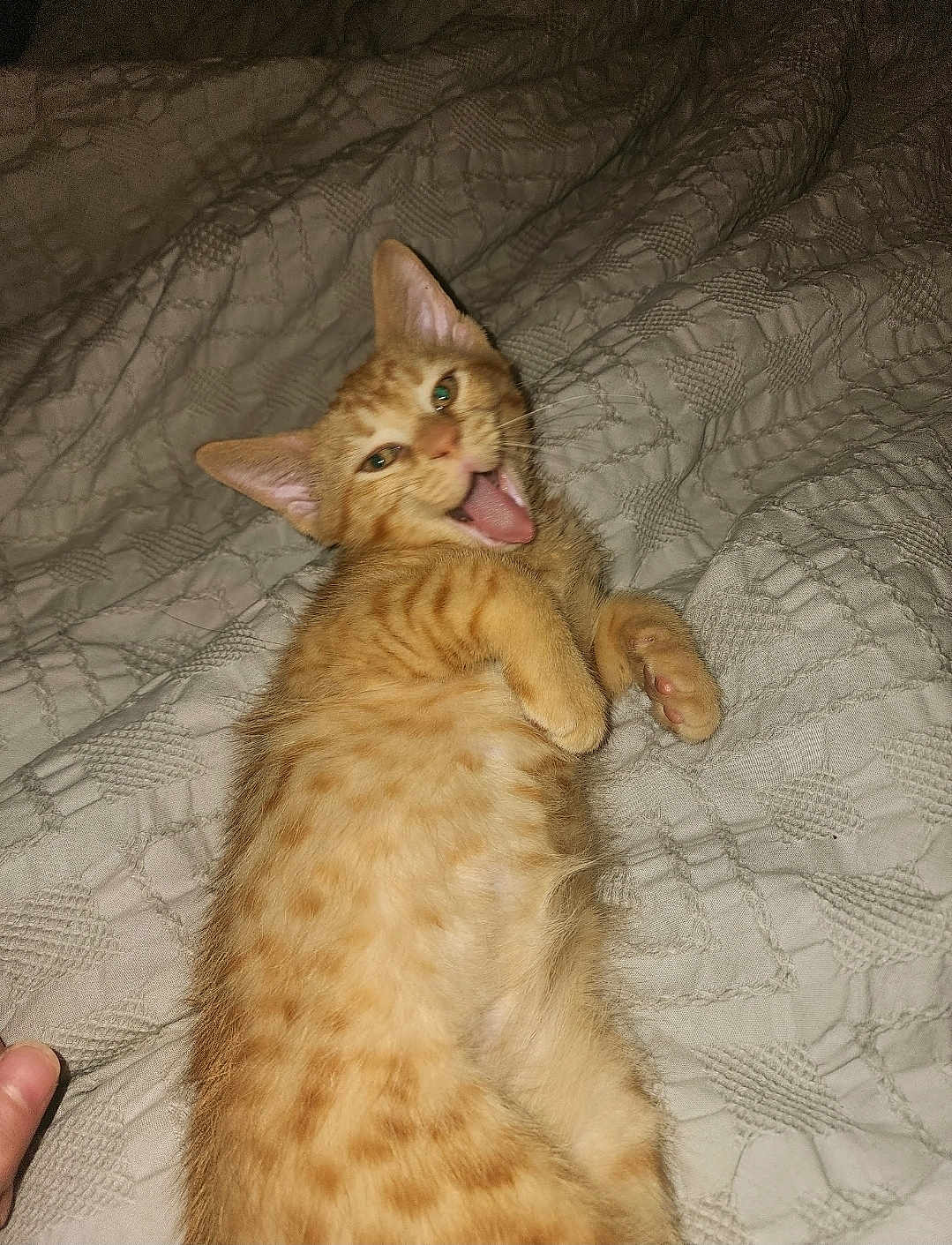 Simba