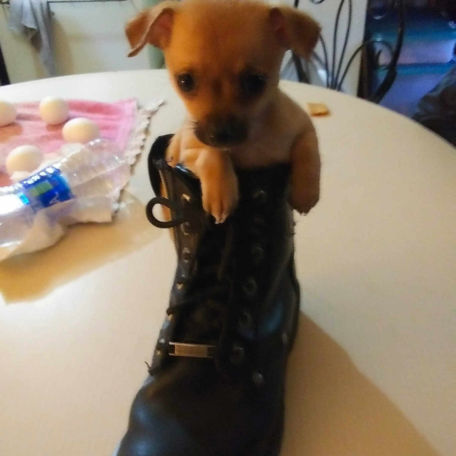 Dixie is registered to the contest to win money with this photo: canidae, carnivore, chair, chihuahua, clay, companion_dog, dog, dog_breed, fawn, fur, snout, sporting_group, stuffed_toy, table, tail, toy, toy_dog, trunk, whiskers, working_animal