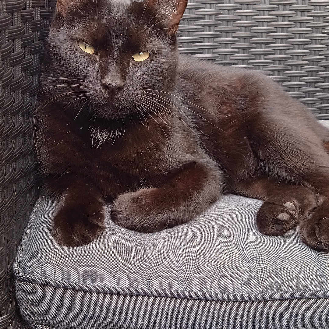 Nao a rejoint le concours — aidez-le/la à gagner de superbes lots ! abyssinian, animal, architecture, armchair, blackcat, building, cat, chair, couch, cushion, furniture, homedecor, indoors, kitten, livingroom, manx, pet, room