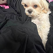 Rosie is registered to the contest to win money with this photo: dog, small_dog, white_dog, fur, pet, cute, cozy, fabric, clothing, black_fabric, textile, indoor, resting, animal, mammal, companion, soft, curly_fur, cute_pet, looking