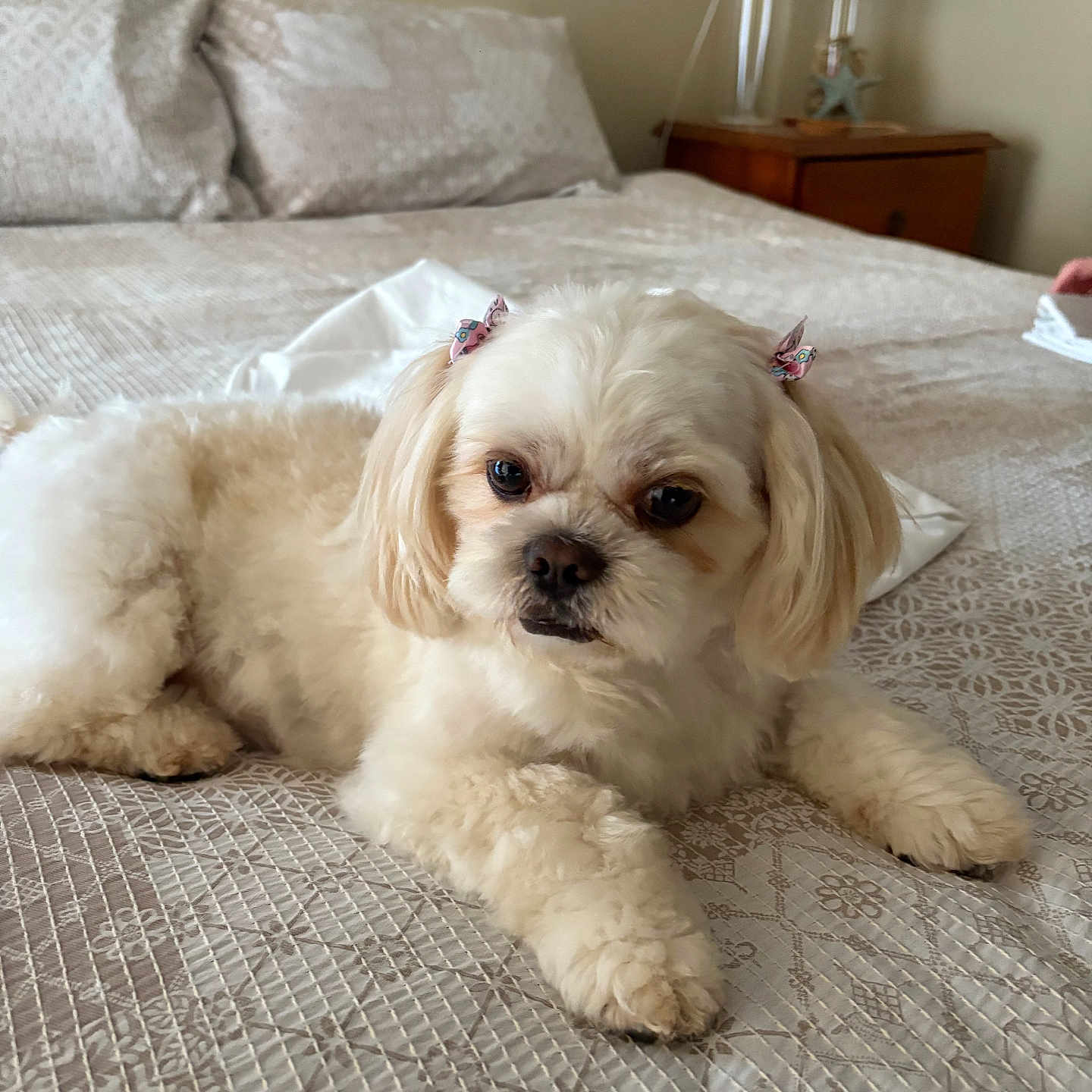 Rosie is registered to the contest to win money with this photo: animal, bed, bedroom, canine, comfort, cute, decor, dog, fluffy, fur, furniture, household, indoor, lamp, pet, pillow, relaxation, resting, small_dog, white_dog