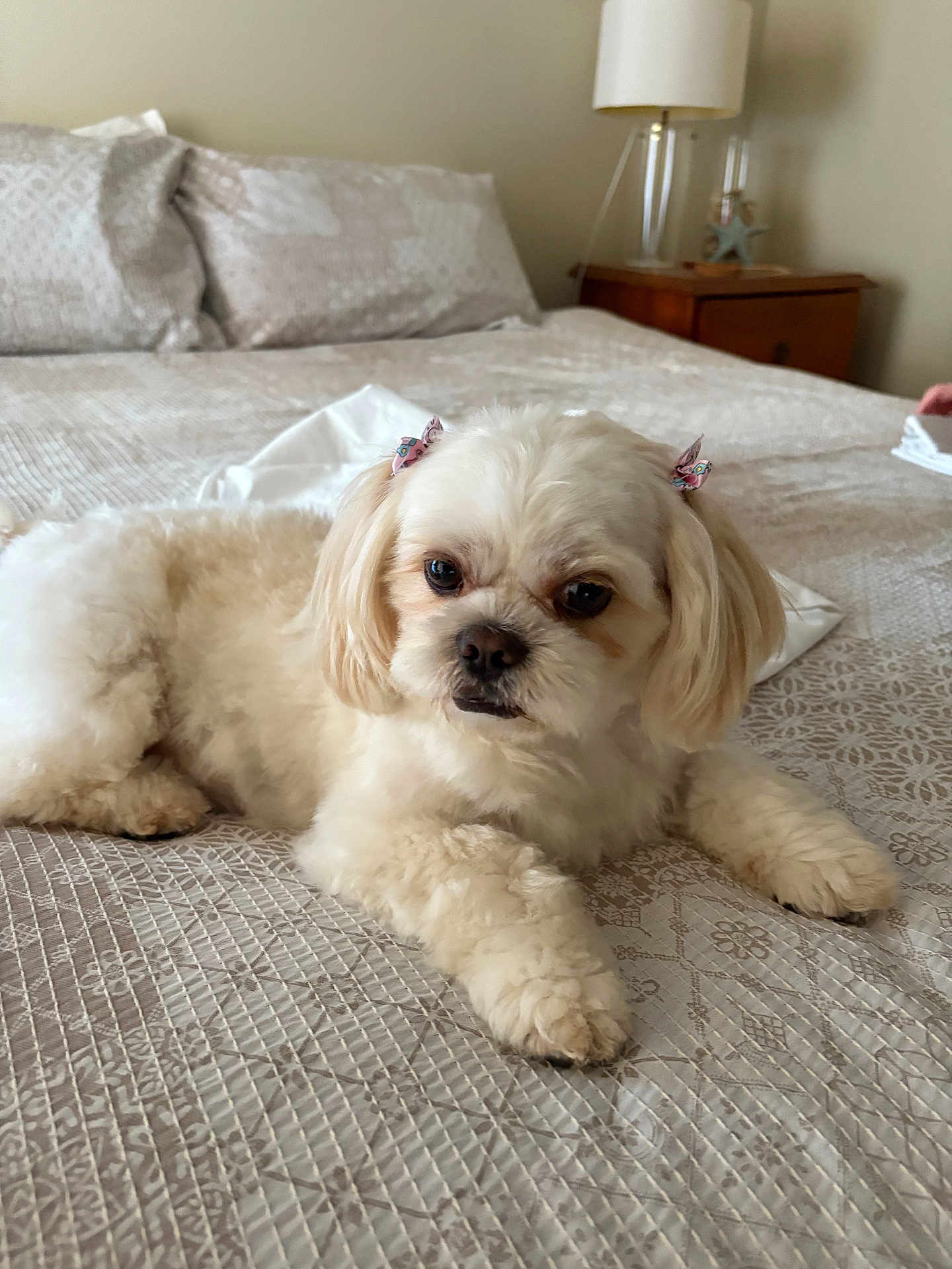Rosie is registered to the contest to win money with this photo: dog, white_dog, bed, bedroom, pillow, lamp, furniture, pet, cute, fluffy, resting, indoor, comfort, small_dog, decor, relaxation, fur, animal, canine, household