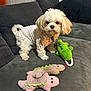 Rosie joined the competition — help win amazing prizes! dog, white_dog, small_dog, plush_toys, stuffed_animals, couch, gray_couch, indoor, pet, toy, soft_toy, furniture, sweater, cute, animal, living_room, home, fur, pet_toy, domestic_animal