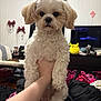 Rosie is registered to the contest to win money with this photo: dog, white_dog, fluffy, pet, indoor, hand, plush_toys, pikachu, blanket, bed, tv, curtain, person, tattoo, room, furniture, chair, cute, small_dog, living_room