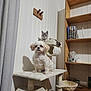 dog, cat, cat_tree, pet, indoor, shelf, book, curtain, wooden_furniture, animal, white_dog, gray_cat, pet_furniture, cozy_room, home_interior, relaxed, cute, domestic_animals, fur, looking
