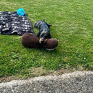 Appy a rejoint le concours — aidez-le/la à gagner de superbes lots ! animal, blanket, blue_ball, canine, companion, daylight, dog, fun, grass, greenery, laying_down, leisure, mammal, nature, outdoor, pet, playing, plush_toy, relaxed, toy