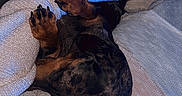 Appy a rejoint le concours — aidez-le/la à gagner de superbes lots ! animal, black, blanket, blue_light, brown, comfort, cozy, dachshund, dog, fur, indoor, lap, paw, person, pet, relaxation, resting, sleeping, sweater, texture