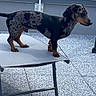 Appy a rejoint le concours — aidez-le/la à gagner de superbes lots ! dog, dachshund, outdoor, chair, pet, animal, spotted, small_dog, standing, side_view, alert, patio, fence, metal, floor, tail, ears, snout, legs, domestic_animal