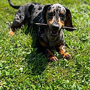 Appy participe au concours pour gagner de l'argent avec cette photo : dog, dachshund, grass, stick, outdoor, pet, animal, playful, sunlight, canine, nature, cute, lying_down, happy, tongue, ears, fur, muzzle, tail, summer
