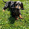 dog, dachshund, grass, stick, outdoor, pet, animal, playful, sunlight, canine, nature, cute, lying_down, happy, tongue, ears, fur, muzzle, tail, summer