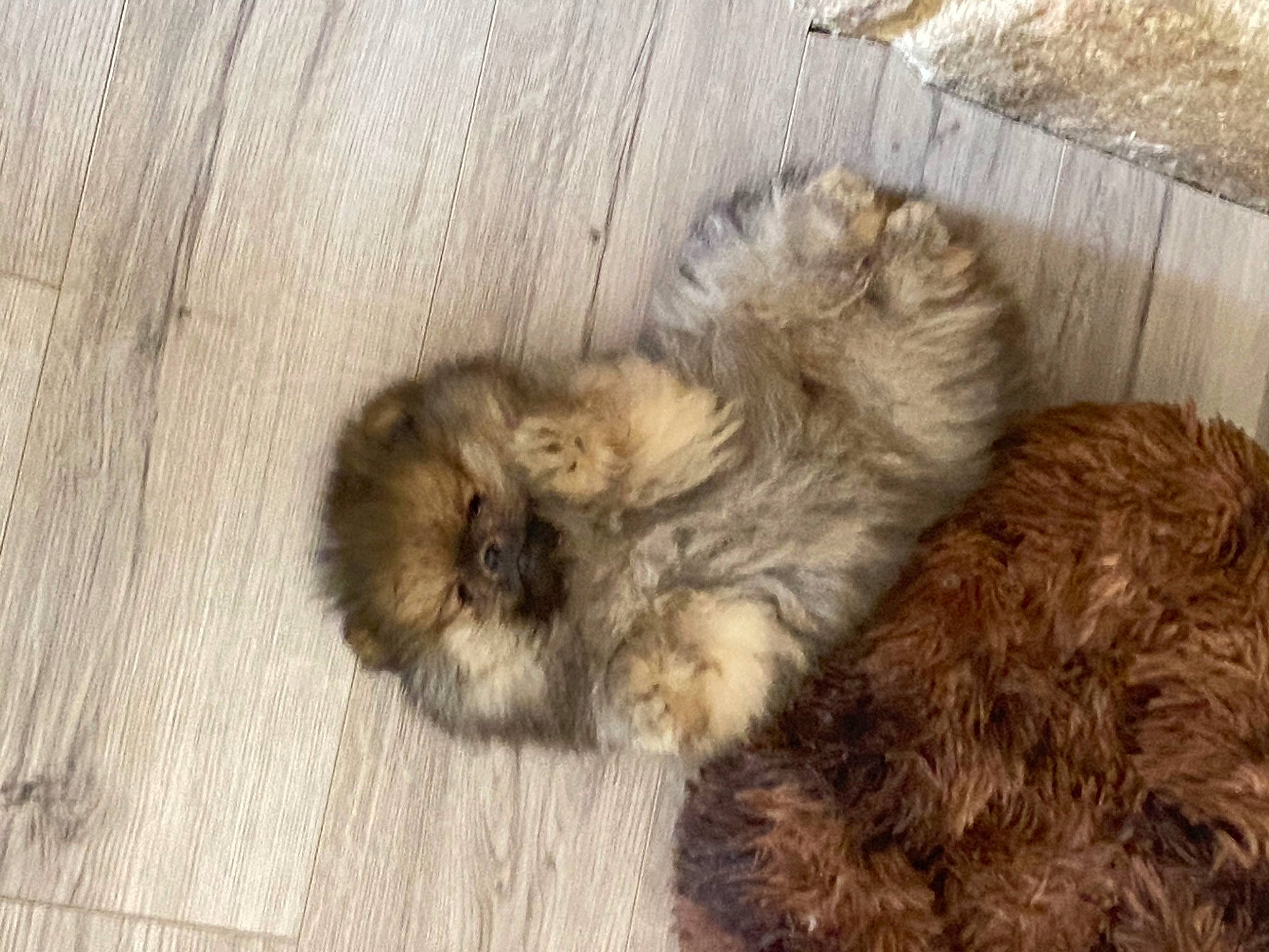 Swan participe au concours pour gagner de l'argent avec cette photo : canidae, carnivore, companion_dog, dog, dog_breed, felidae, fur, liver, non_sporting_group, paw, puppy, small_terrier, tail, terrestrial_animal, terrier, toy_dog, whiskers, wood