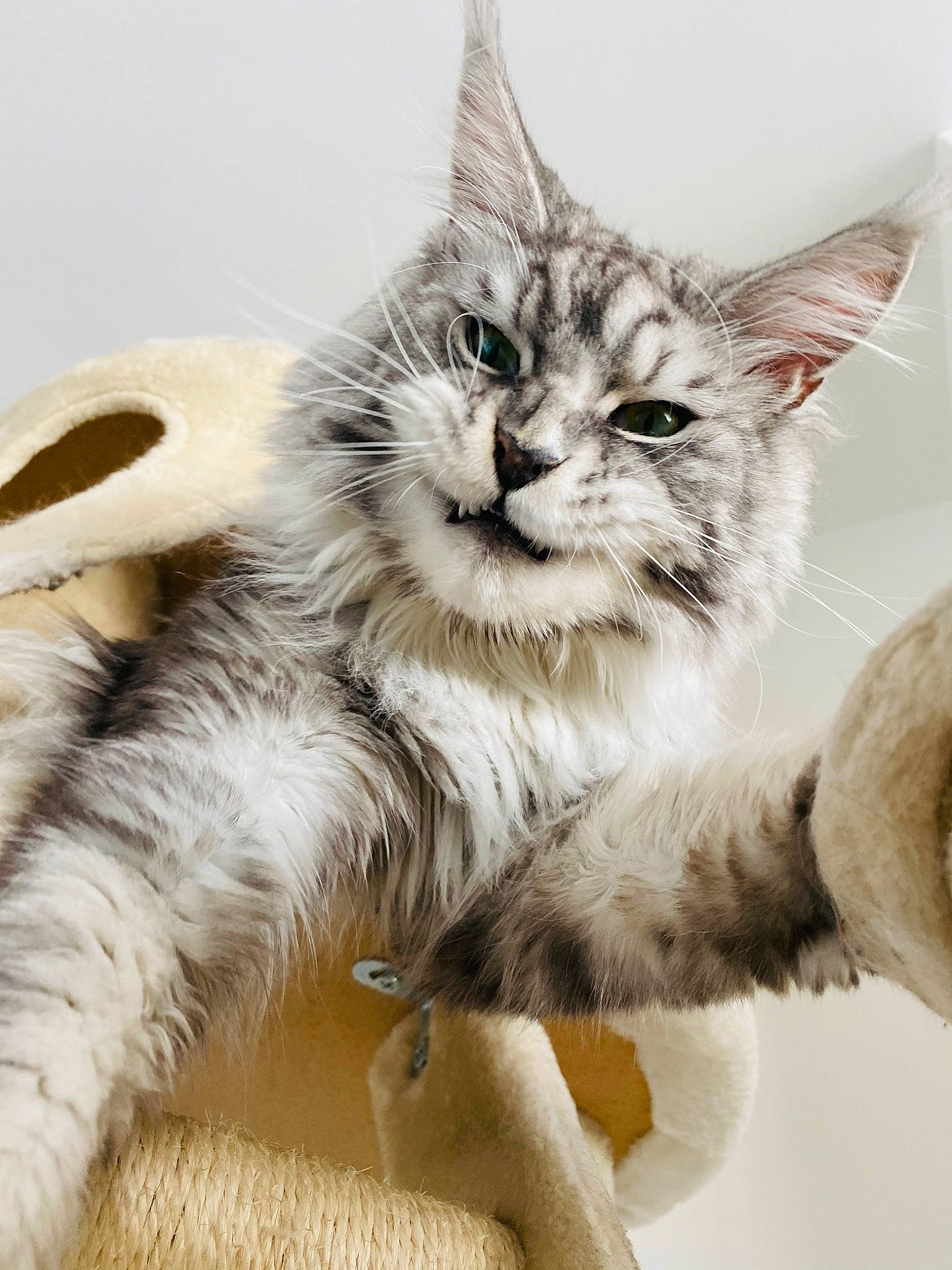 Raoul a rejoint le concours — aidez-le/la à gagner de superbes lots ! art, carnivore, cat, claw, comfort, domestic_short_haired_cat, felidae, foot, fur, illustration, painting, paw, small_to_medium_sized_cats, snout, tail, terrestrial_animal, whiskers, window