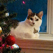 Chloe is registered to the contest to win money with this photo: animal, cat, christmas_tree, curious, cute, decorations, festive, fur, holiday_decor, indoor, lights, night, ornaments, pet, relaxed, tabby, tree_branch, white_fur, window, windowsill