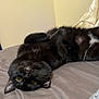 cat, black_cat, pet, bed, blanket, indoor, yellow_eyes, fur, whiskers, paws, lying_on_back, close_up, cozy, domestic_animal, sleeping, sheet, pillow, bedroom_wall, relaxed, portrait