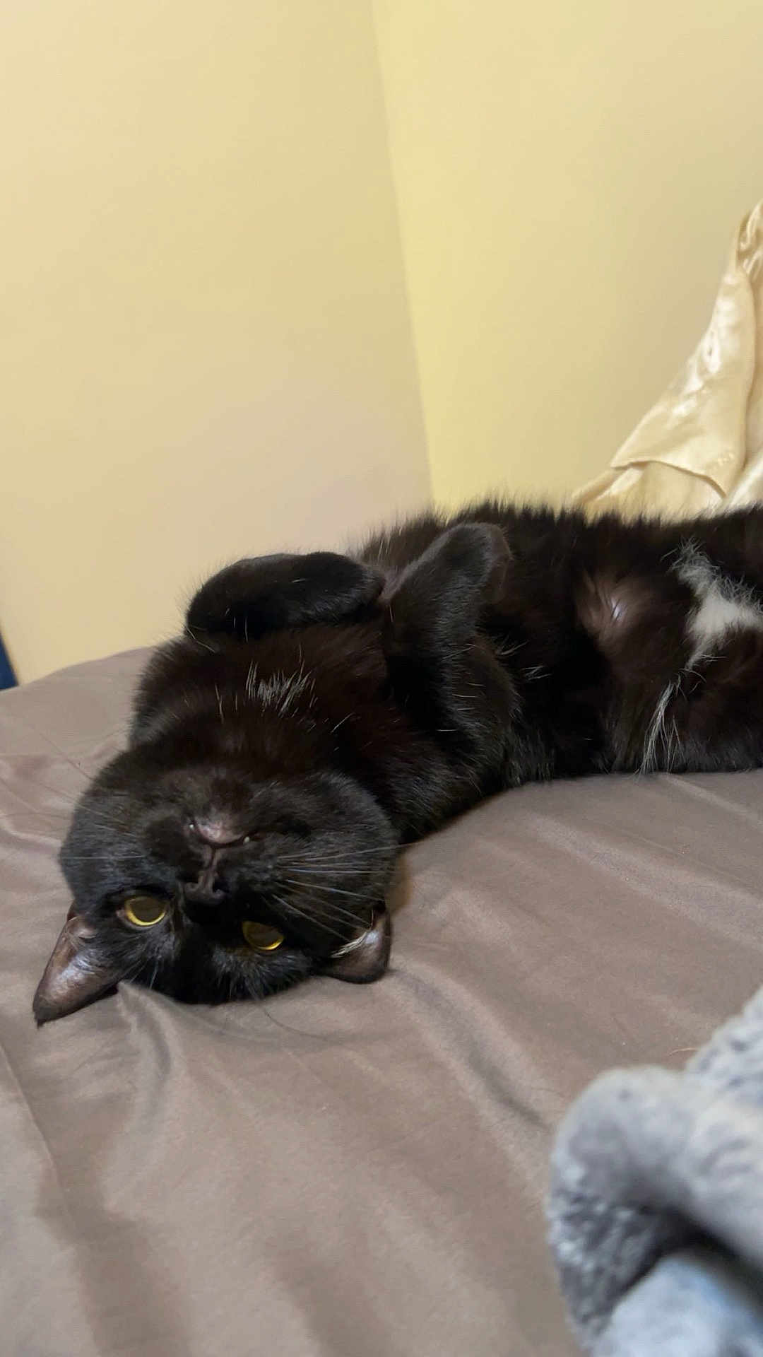 Elgato joined the competition — help win amazing prizes! cat, black_cat, pet, bed, blanket, indoor, yellow_eyes, fur, whiskers, paws, lying_on_back, close_up, cozy, domestic_animal, sleeping, sheet, pillow, bedroom_wall, relaxed, portrait