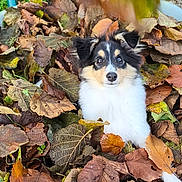 April participe au concours pour gagner de l'argent avec cette photo : puppy, dog, leaves, autumn, fall, outdoor, animal, cute, fur, black_and_white, pet, nature, playful, leaf_pile, grass, young, adorable, portrait, closeup, seasonal