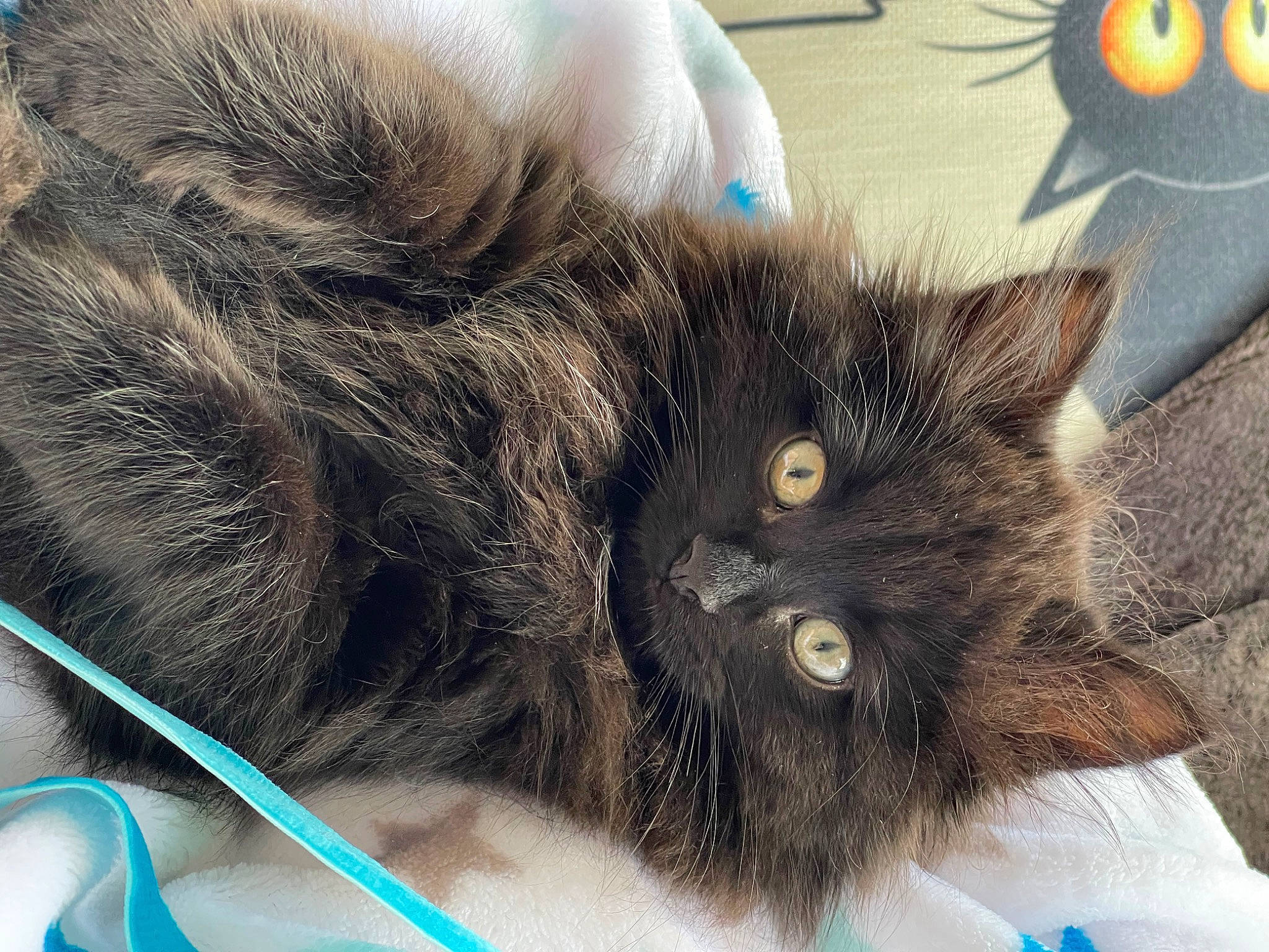 Bidule participe au concours pour gagner de l'argent avec cette photo : black_cat, carnivore, cat, chartreux, claw, comfort, domestic_short_haired_cat, ear, emoticon, felidae, fur, grey, organism, paw, photography, small_to_medium_sized_cats, snout, tail, whiskers, working_animal