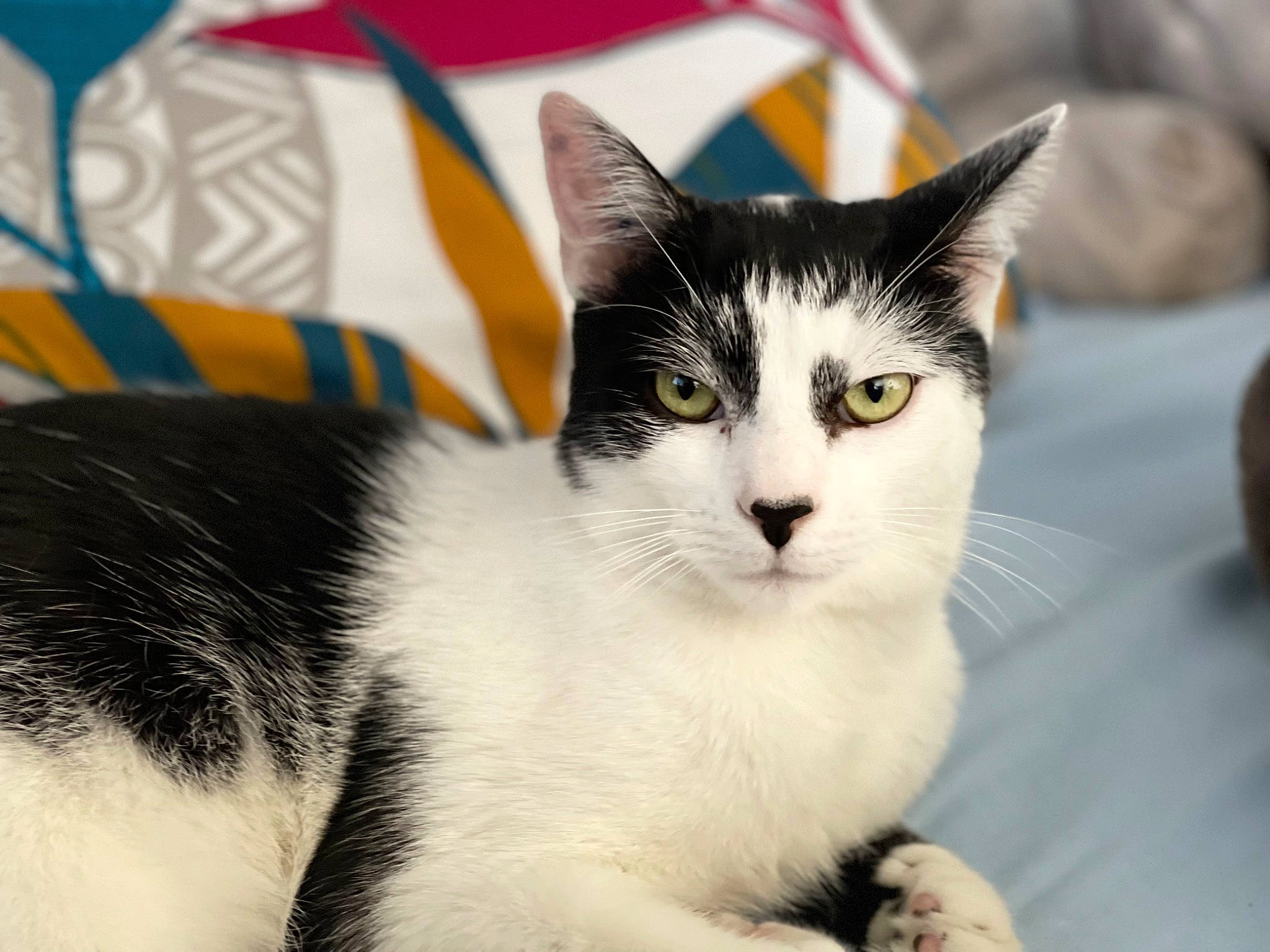 Boomer participe au concours pour gagner de l'argent avec cette photo : carnivore, cat, domestic_short_haired_cat, felidae, fur, grass, monochrome_photography, paw, pet_supply, small_to_medium_sized_cats, snout, tail, tree, whiskers