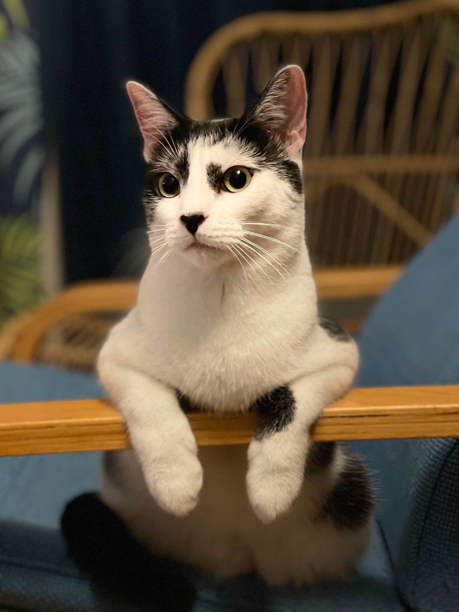 Boomer a rejoint le concours — aidez-le/la à gagner de superbes lots ! carnivore, cat, chair, claw, domestic_short_haired_cat, fawn, felidae, fur, houseplant, paw, plant, sitting, small_to_medium_sized_cats, snout, table, tail, terrestrial_animal, whiskers, wood