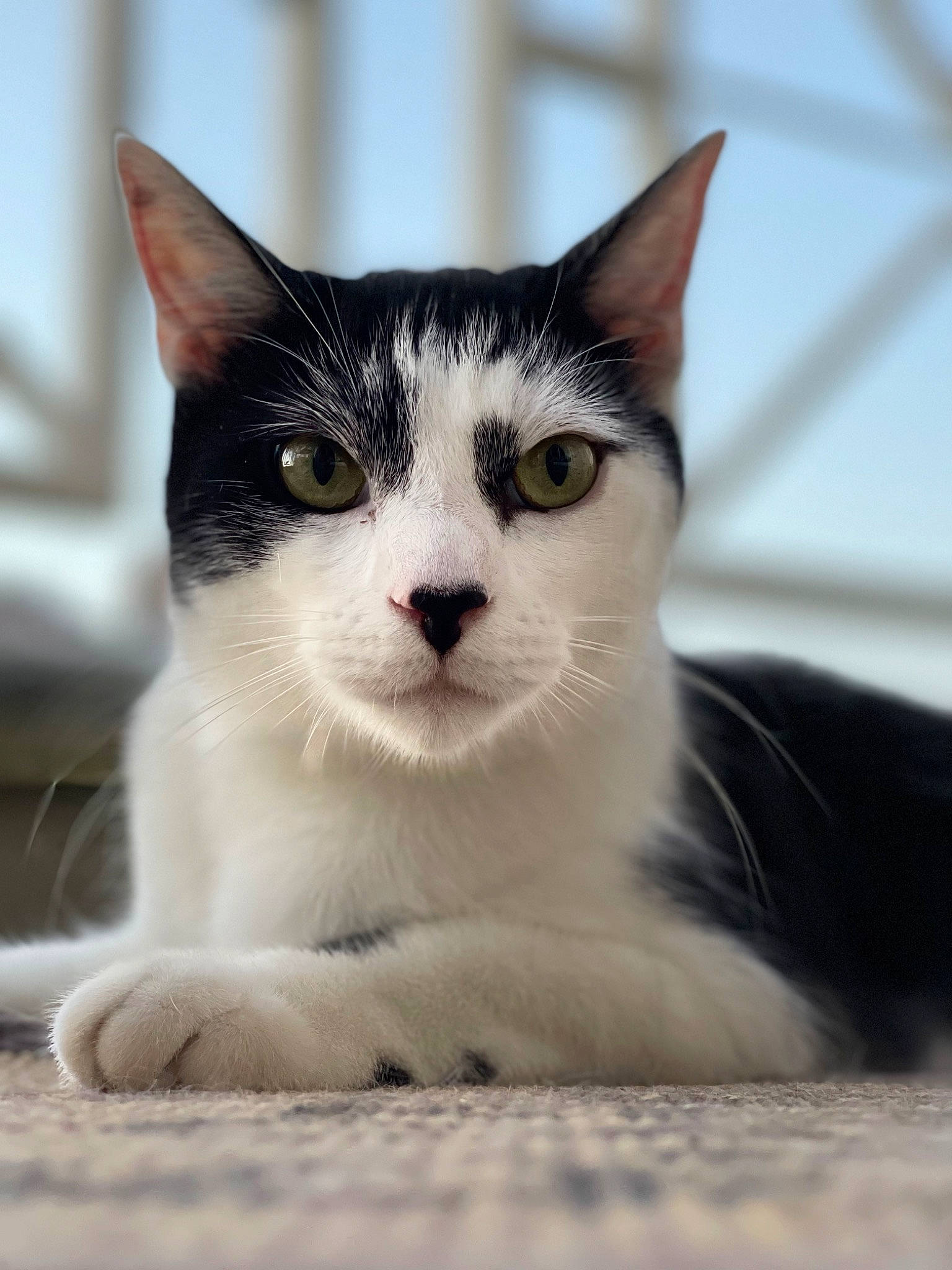 Boomer participe au concours pour gagner de l'argent avec cette photo : carnivore, cat, domestic_short_haired_cat, eye, felidae, foot, fur, head, paw, small_to_medium_sized_cats, snout, tail, terrestrial_animal, whiskers, window