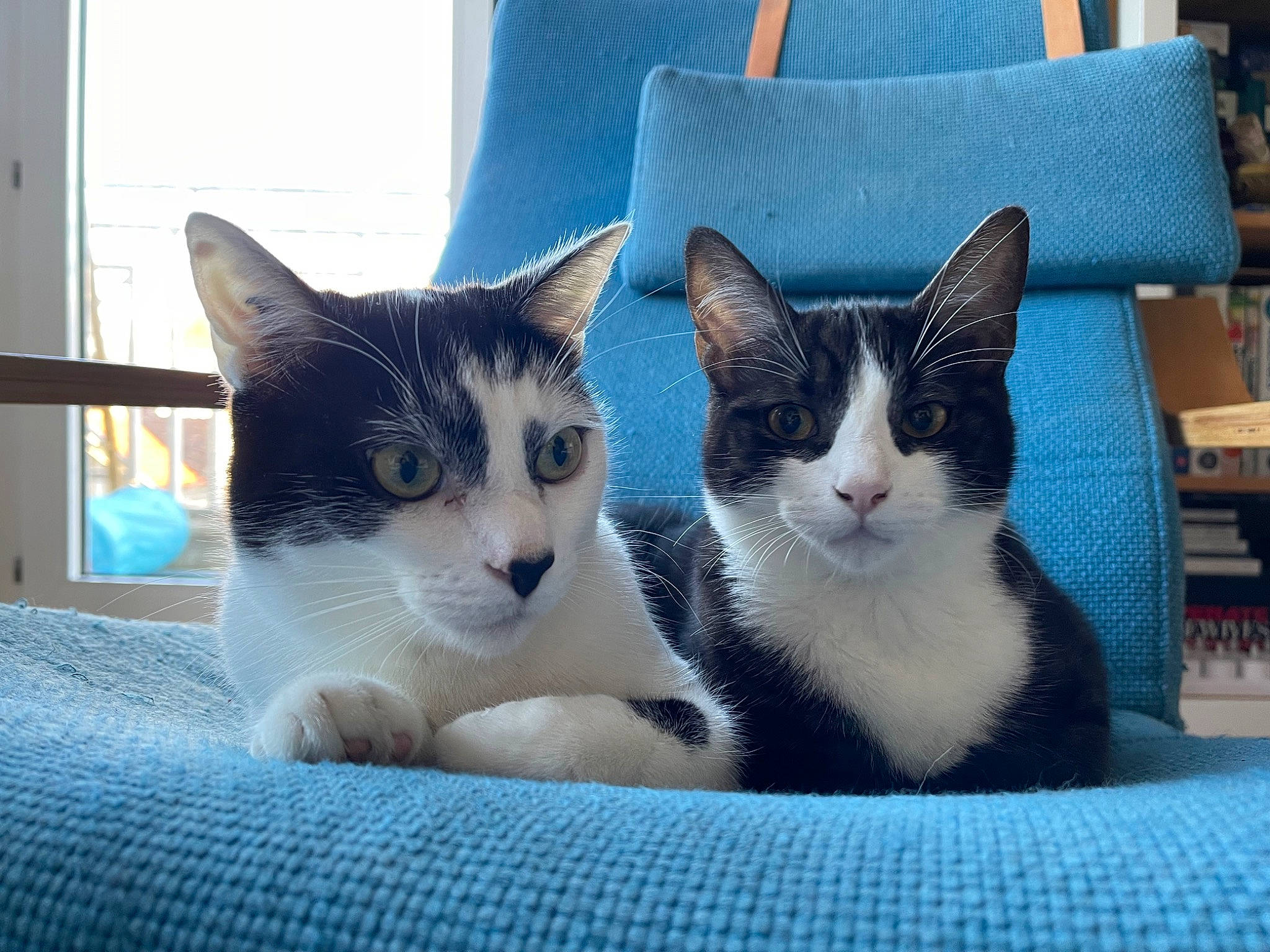 Boomer participe au concours pour gagner de l'argent avec cette photo : art, carnivore, cat, comfort, domestic_short_haired_cat, felidae, fur, grey, mammal, paw, rectangle, small_to_medium_sized_cats, snout, tail, tree, vertebrate, whiskers, window