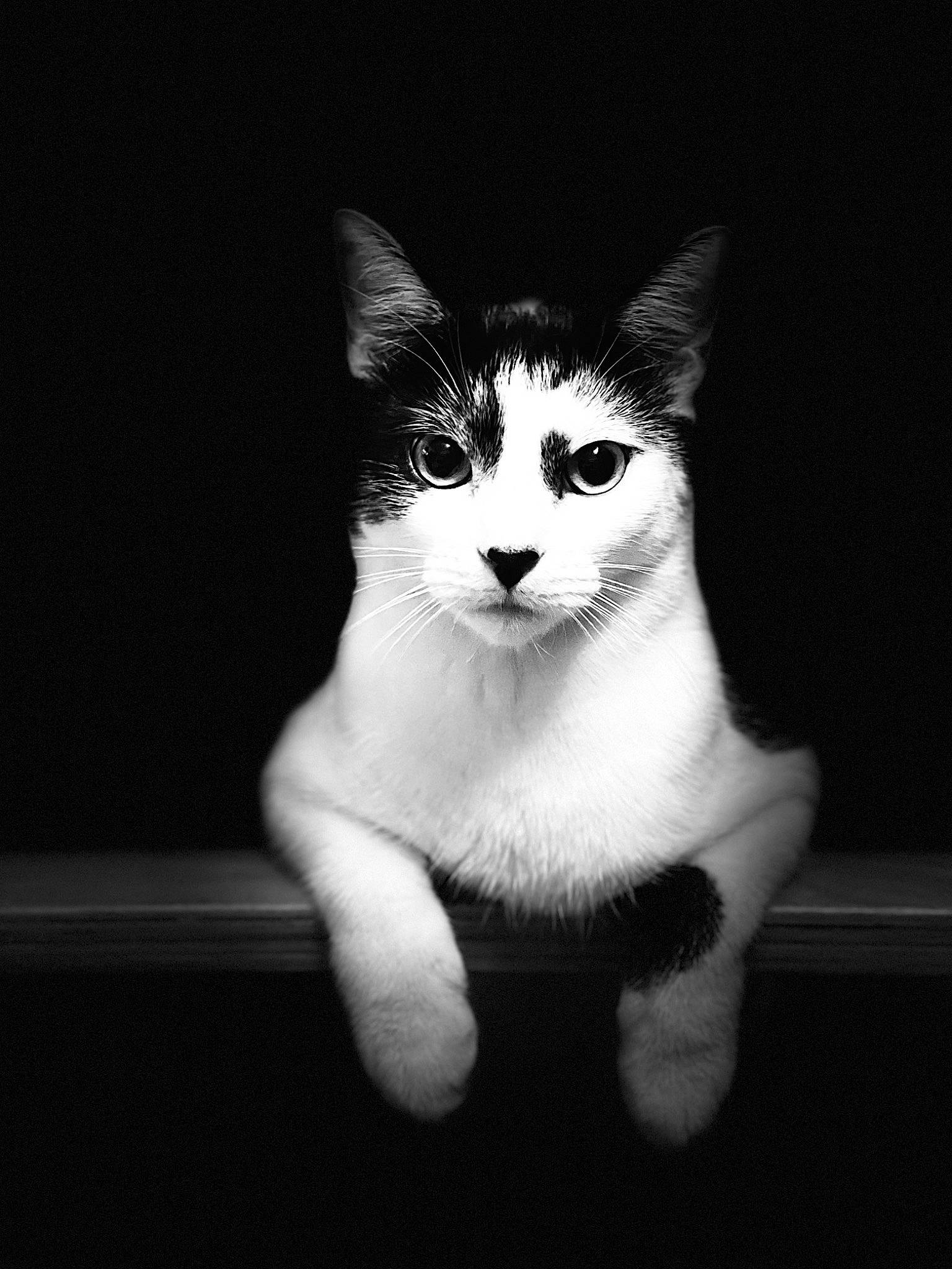 Boomer a rejoint le concours — aidez-le/la à gagner de superbes lots ! art, carnivore, cat, darkness, domestic_short_haired_cat, felidae, flash_photography, fur, monochrome, monochrome_photography, paw, sitting, small_to_medium_sized_cats, snout, still_life_photography, tail, whiskers, wildlife