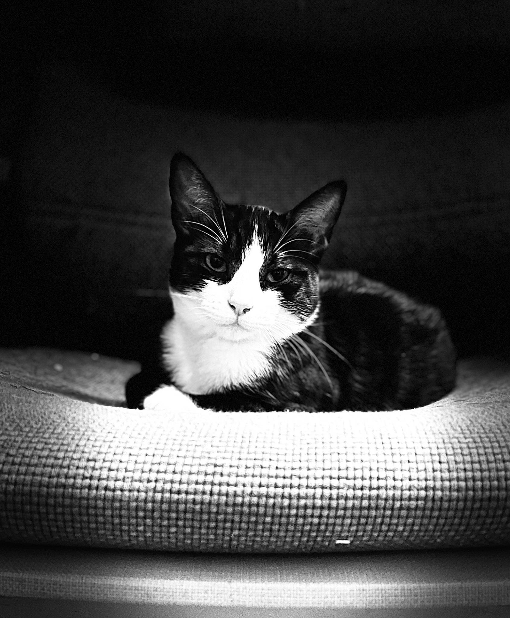 Boulette a rejoint le concours — aidez-le/la à gagner de superbes lots ! automotive_lighting, black, black_and_white, carnivore, cat, cloud, comfort, eye, felidae, flash_photography, monochrome, monochrome_photography, sky, small_to_medium_sized_cats, snout, style, tail, tints_and_shades, whiskers, window