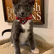 Rico is registered to the contest to win money with this photo: animal, bow_tie, cat, cat_tree, close_up, cozy, curious, cute, feline, gray_cat, home_decor, indoor, kitten, pet, plaid, portrait, wall_sign, whiskers, white_paws, young_cat