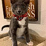animal, bow_tie, cat, cat_tree, close_up, cozy, curious, cute, feline, gray_cat, home_decor, indoor, kitten, pet, plaid, portrait, wall_sign, whiskers, white_paws, young_cat