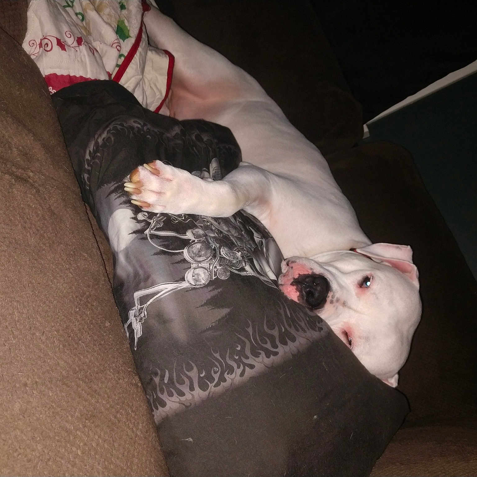 Kane is registered to the contest to win money with this photo: american_bulldog, american_pit_bull_terrier, boston_terrier, canidae, carnivore, dog, dog_breed, guard_dog, leg, non_sporting_group, paw, tail
