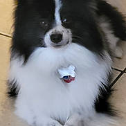 Koji joined the competition — help win amazing prizes! dog, black, white, fluffy, paws, crossed_paws, pet, indoor, tile_floor, collar, tag, animal, cute, fur, canine, resting, lying_down, domestic_animal, portrait, companion