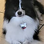 dog, black, white, fluffy, paws, crossed_paws, pet, indoor, tile_floor, collar, tag, animal, cute, fur, canine, resting, lying_down, domestic_animal, portrait, companion