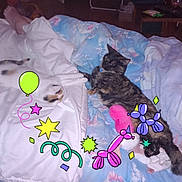 Eden a rejoint le concours — aidez-le/la à gagner de superbes lots ! cat, bed, blanket, animal, pet, indoor, cozy, feline, sleeping, colorful, toy, balloon_animal, pattern, relaxing, domestic, cute, resting, fur, comfort, playful