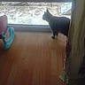 animal, baby_walker, cat, curious, curtain, daylight, domestic, feline, flooring, glass_door, household, indoor, looking_outside, pet, quiet, shadow, still_life, window, wooden_floor, yard