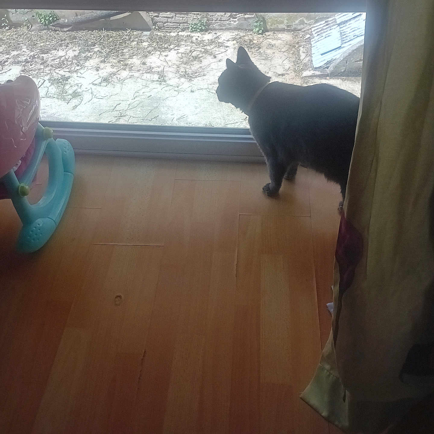 Blue participe au concours pour gagner de l'argent avec cette photo : cat, indoor, wooden_floor, glass_door, curious, baby_walker, shadow, yard, daylight, curtain, pet, animal, household, quiet, still_life, flooring, window, domestic, looking_outside, feline