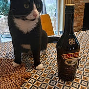 Bailey a rejoint le concours — aidez-le/la à gagner de superbes lots ! cat, black_and_white_cat, table, tablecloth, bottle, baileys, indoor, window, chair, pattern, curious, pet, feline, paws, drinks, cozy, home, decor, animal, still_life