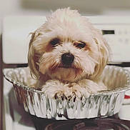 Ciaran joined the competition — help win amazing prizes! bolonka, canidae, carnivore, cockapoo, companion_dog, dog, dog_breed, havanese, lowchen, maltepoo, maltese, mammal, morkie, puppy, schnoodle, shih_poo, shih_tzu, snout, vertebrate, west_highland_white_terrier