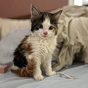 Kili Patricia is registered to the contest to win money with this photo: animal, blanket, calico, cat, cozy, curious, cute, domestic, ears, fur, furry, indoor, kitten, pet, portrait, sitting, small, soft, whiskers, young