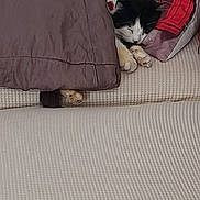 Pablo participe au concours pour gagner de l'argent avec cette photo : animal, bed, blanket, canine, cat, couch, cushion, dog, dogbed, furniture, homedecor, indoors, interiordesign, kitten, person, pet, pillow, puppy, quilt, sleeping