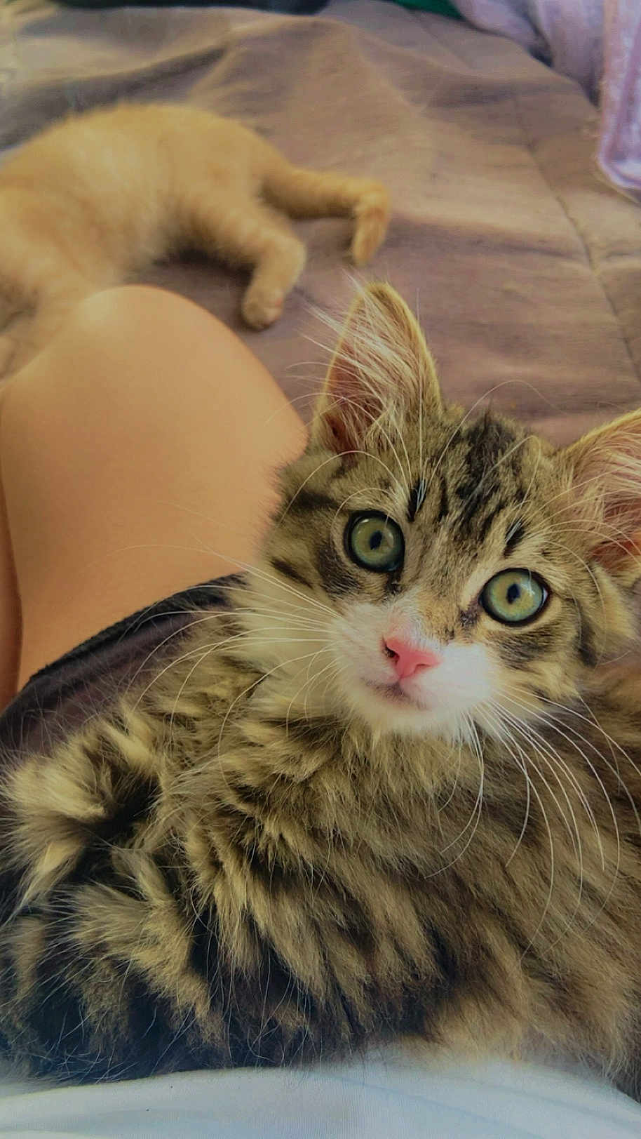 Caramel a rejoint le concours — aidez-le/la à gagner de superbes lots ! kitten, cat, pet, animal, feline, fur, whiskers, eyes, bed, blanket, resting, cute, domestic, young, sleeping, cozy, indoor, soft, closeup, curious
